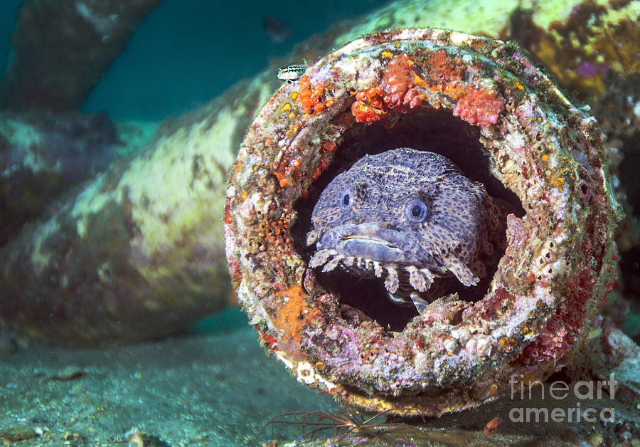A Toadfish Inside A Pipe Cavity Photograph