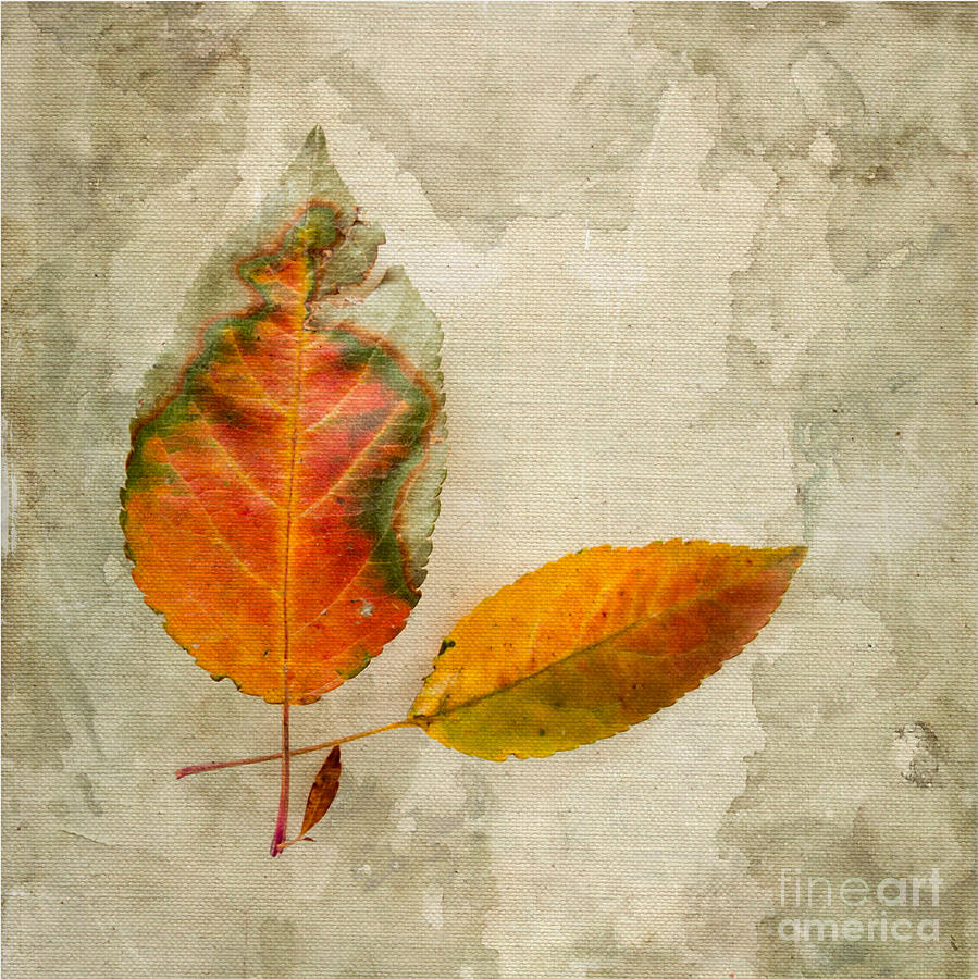 Leaf Photograph - A Touch of Autumn #1 by Betty LaRue