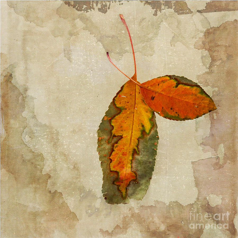Leaf Photograph - A Touch of Autumn #2 by Betty LaRue