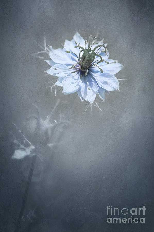 Flower Digital Art - a Touch of Blue by Svetlana Sewell