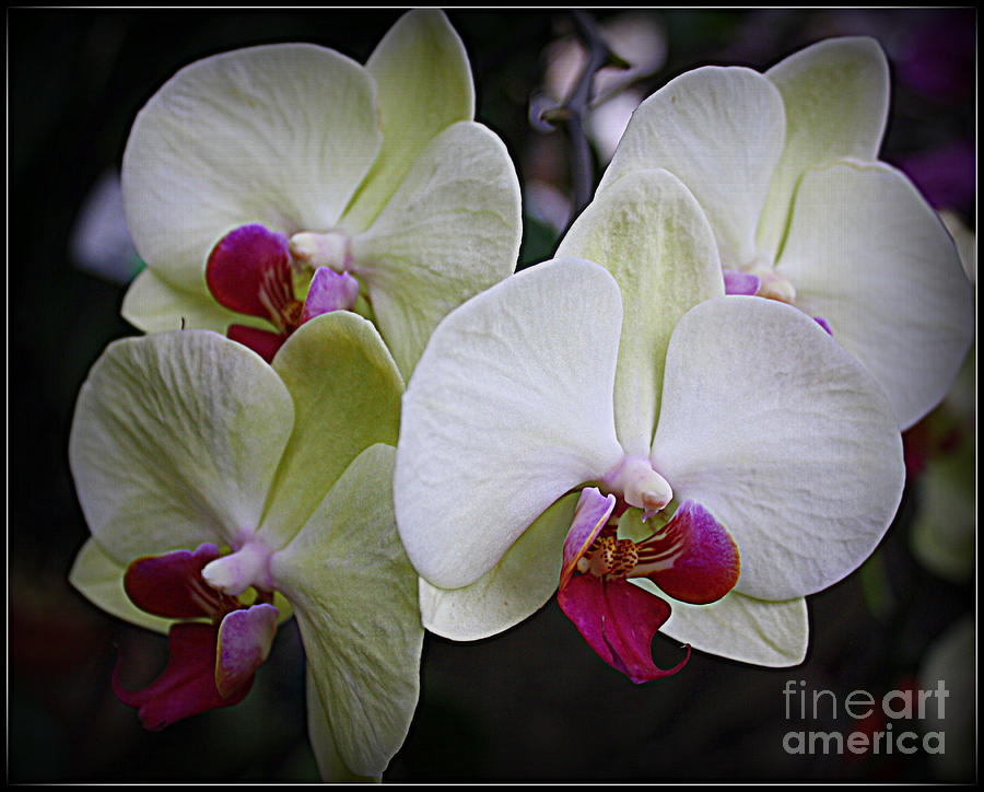 A Touch of Color - White Orchids Photograph by Dora Sofia Caputo