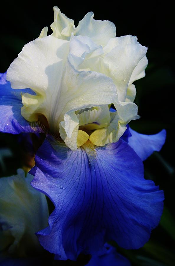 Iris Photograph - A Touch of Elegance by Bruce Bley