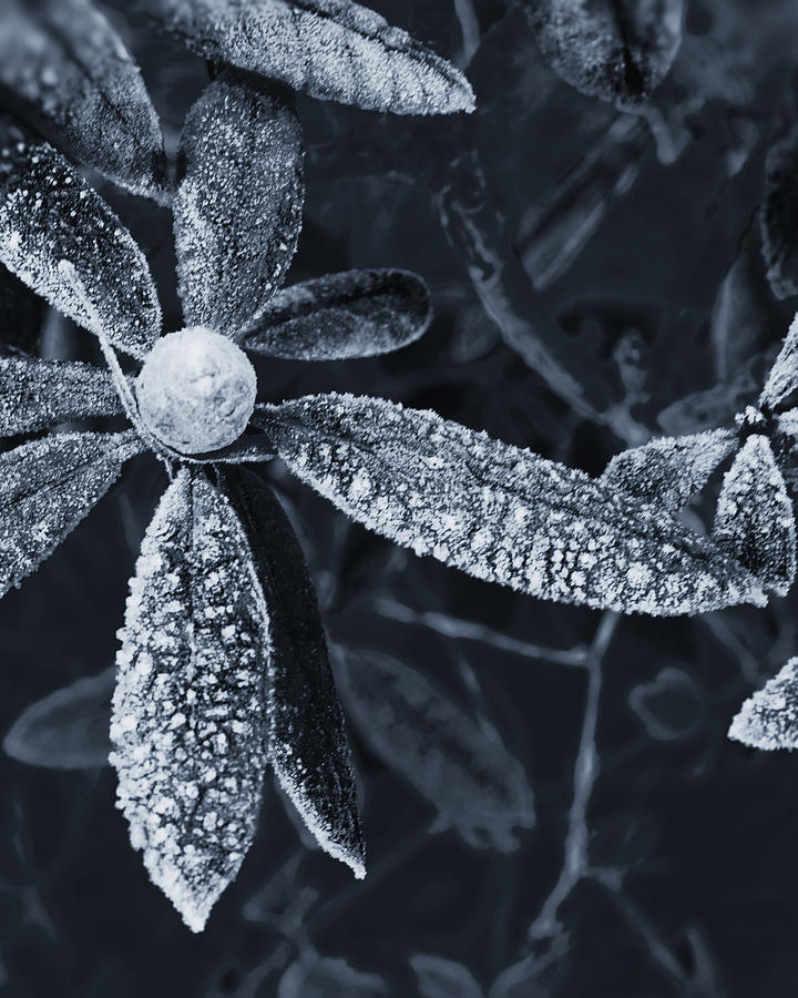 A Touch Of Frost Photograph