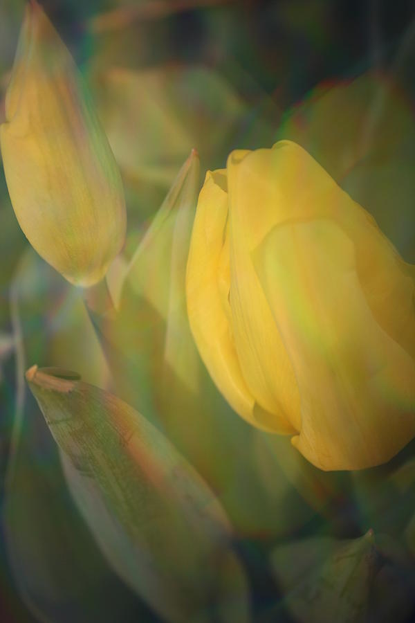 A Touch of Gold - Impressionistic Tulips Photograph by Dora Sofia Caputo