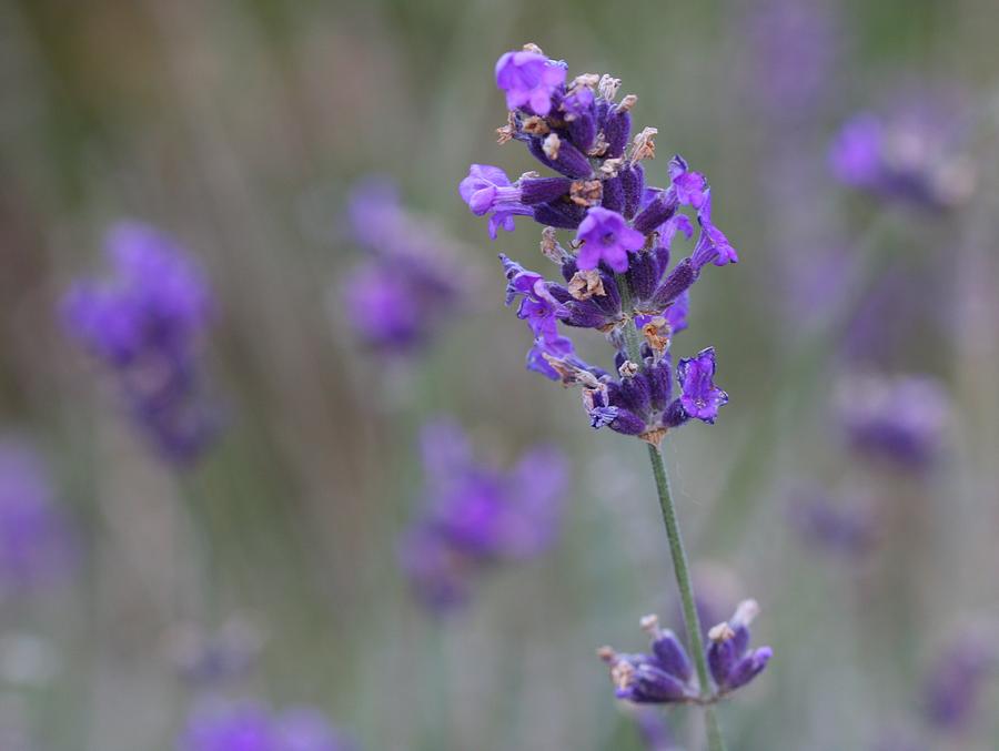 A touch of lavender Photograph by Nathan Rupert