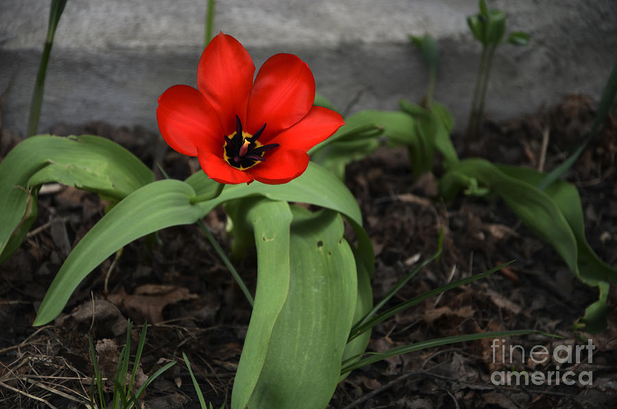Spring Photograph - A Touch of Passion by Andre Paquin