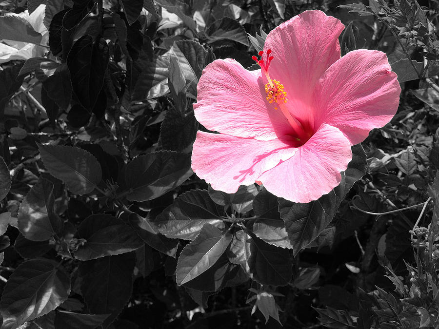 A Touch Of Pink Photograph