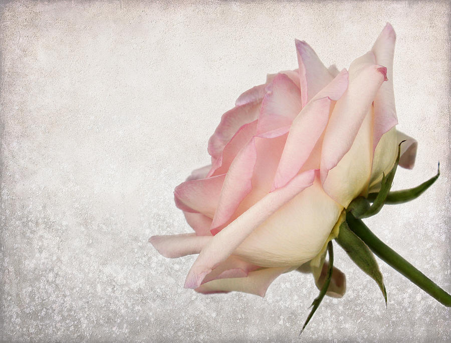 Rose Photograph - A Touch of Pink by Judy Vincent