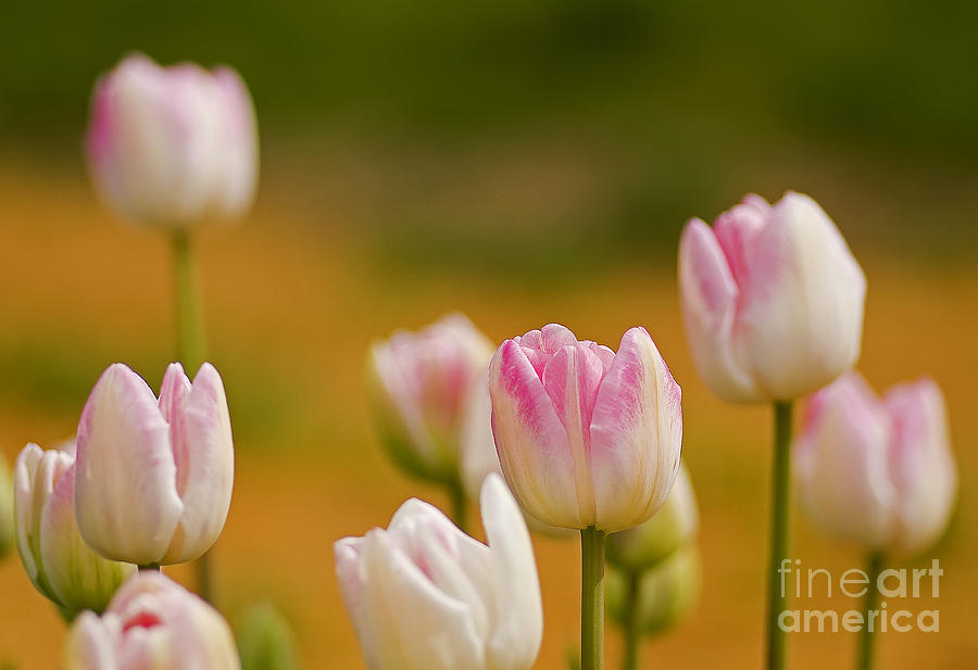 Tulip Photograph - A Touch Of Pink by Nick Boren