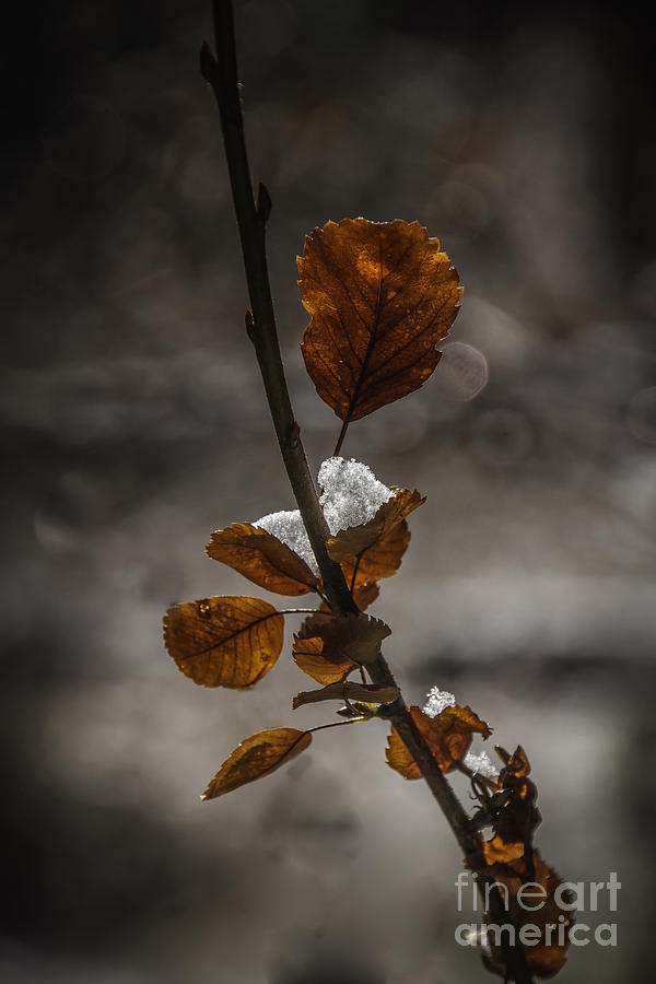 A Touch Of Snow Photograph by Mitch Shindelbower