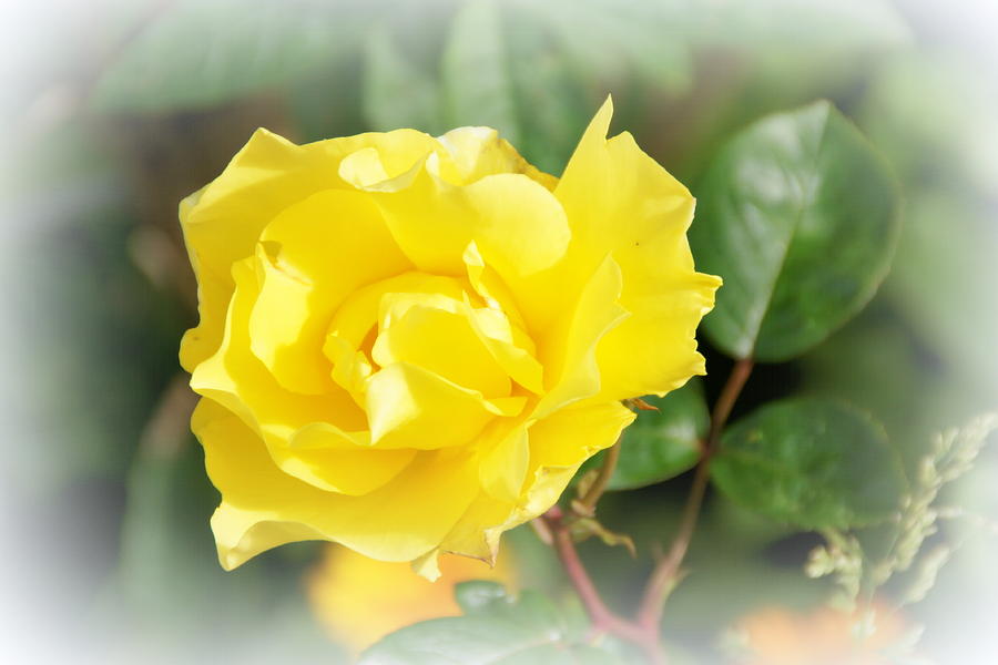 Rose Photograph - A Touch of Sunshine Yellow by Jacqui Kilcoyne