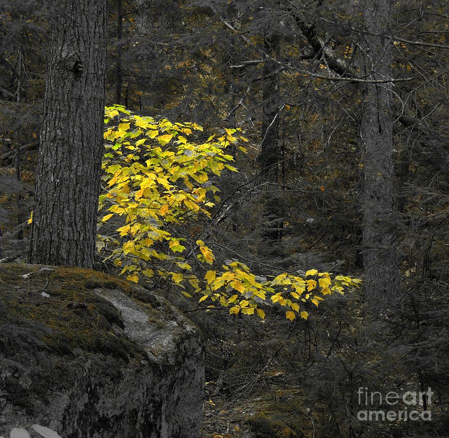 A Touch of Yellow Photograph by Marcia Lee Jones