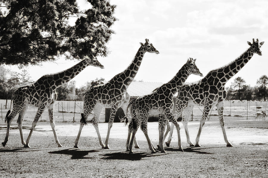 A Tower of Giraffe - Black and White Photograph by Photography  By Sai