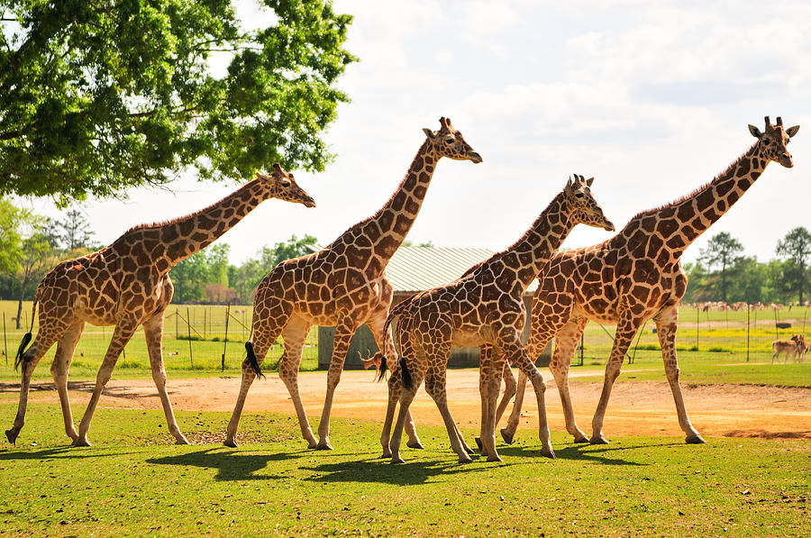 A Tower of Giraffe Photograph by Photography  By Sai