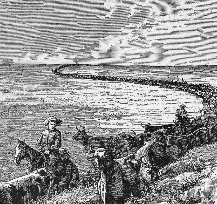 Bull Drawing - A Trail In The Great Plains, Illustration From Harpers Weekly, 1874, From The Pageant Of America by American School
