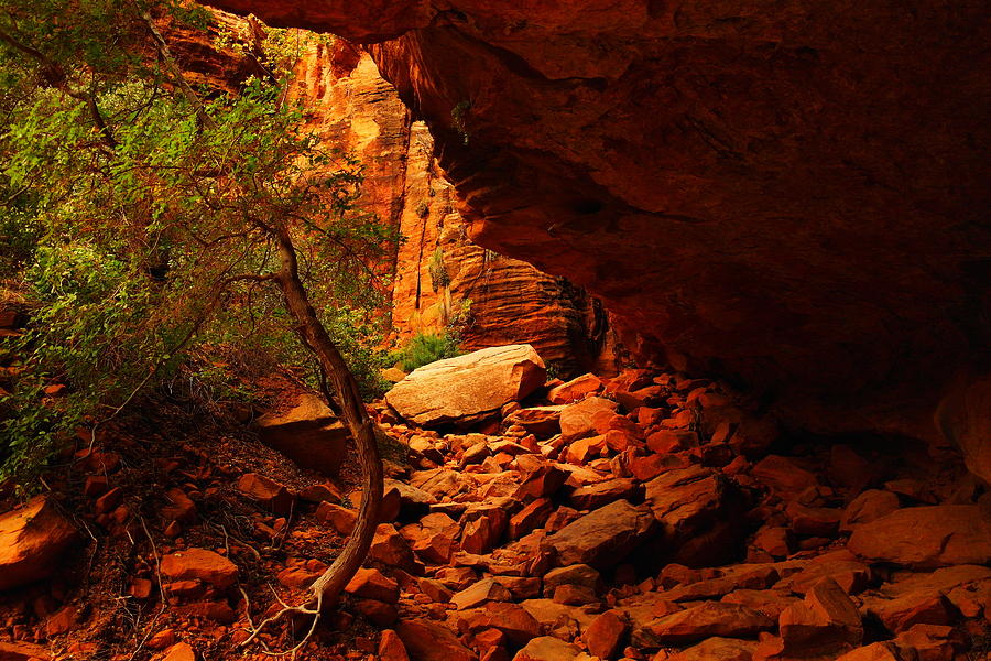 A Trail In Zion Photograph