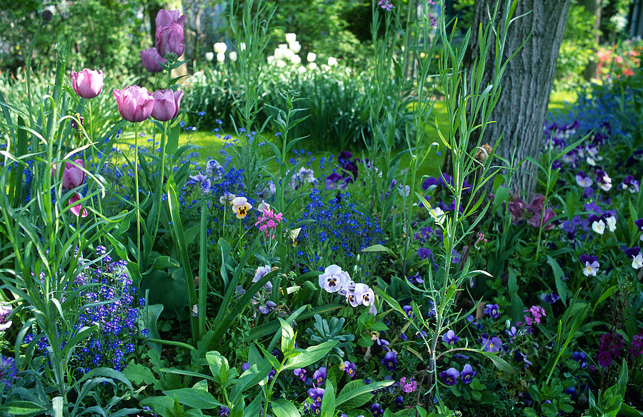 A Tranquil Garden Photograph by Kathy Yates