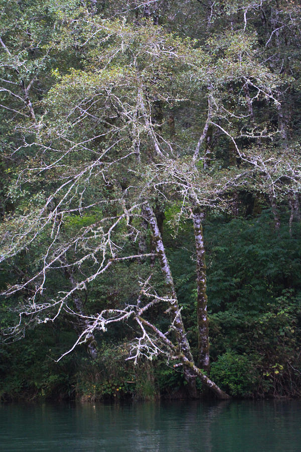A Tree Along The Oregon Coast Photograph by Tom Janca