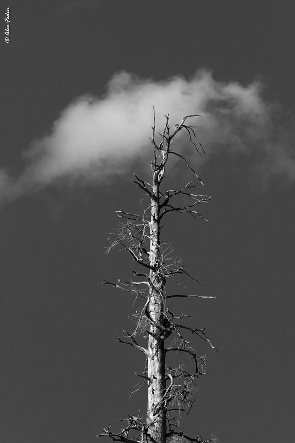 A Tree and a Cloud Photograph by Alexander Fedin