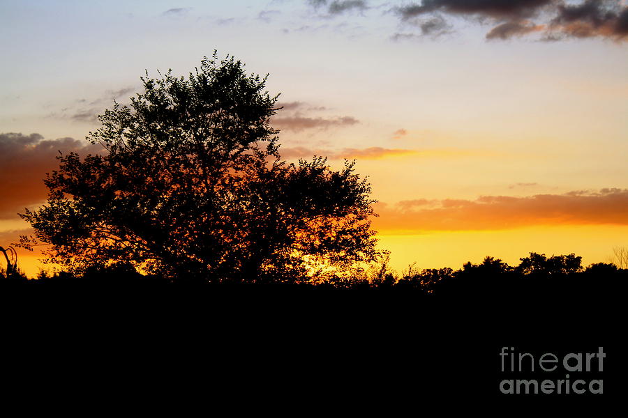 Sunset Photograph - A Tree at Sunset by Sherri Williams