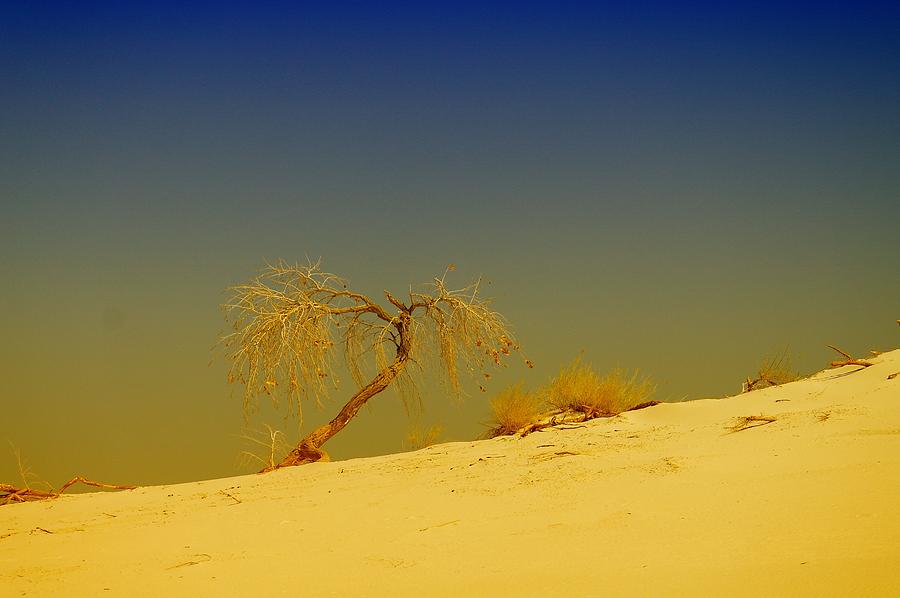 A Tree At White Sands Photograph by Jeff Swan