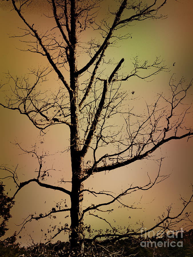A Tree By The Lake Photograph by Dawn Gari