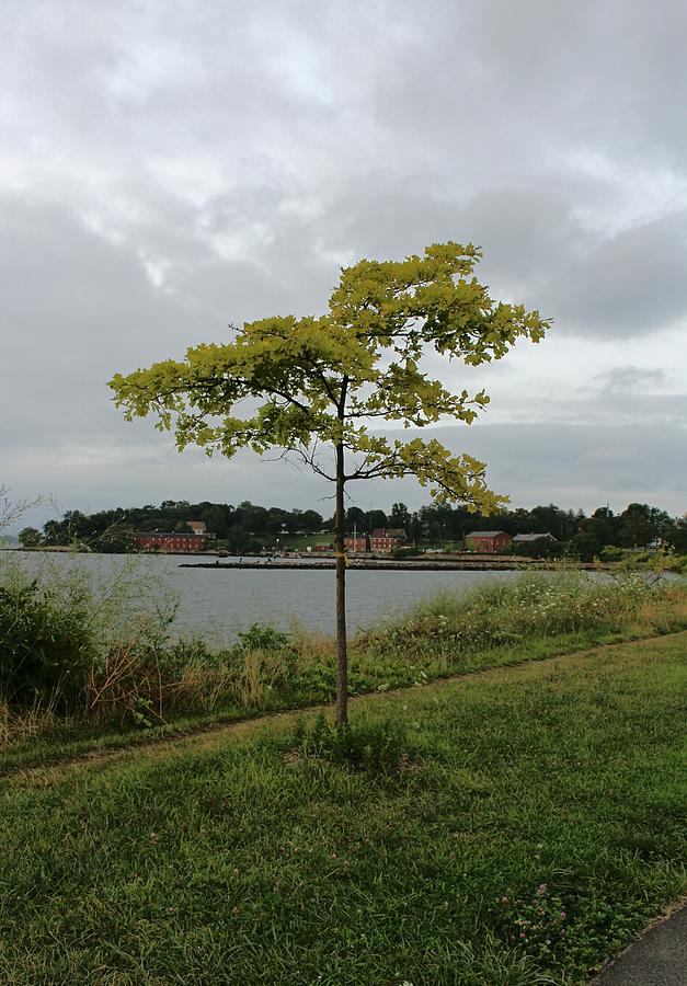 A Tree By The Water Photograph by Sue Kim