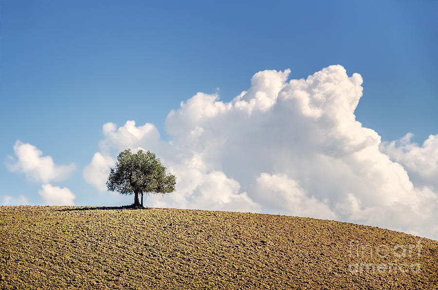 Nature Photograph - A Tree by Giuliano Iunco