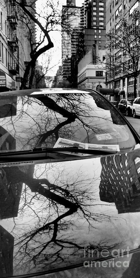 New York City Photograph - A Tree Grows in Brooklyn - Reflections by Miriam Danar