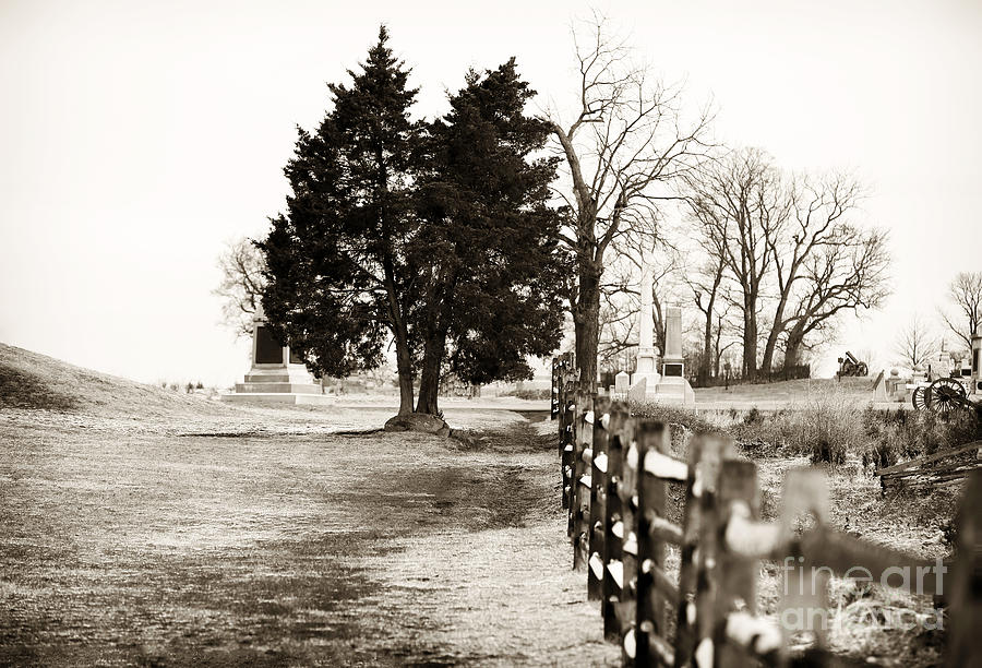 A Tree Grows in Gettysburg Photograph by John Rizzuto