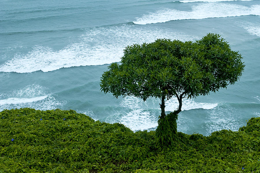 A Tree Grows in Lima Photograph by Patricia Bolgosano