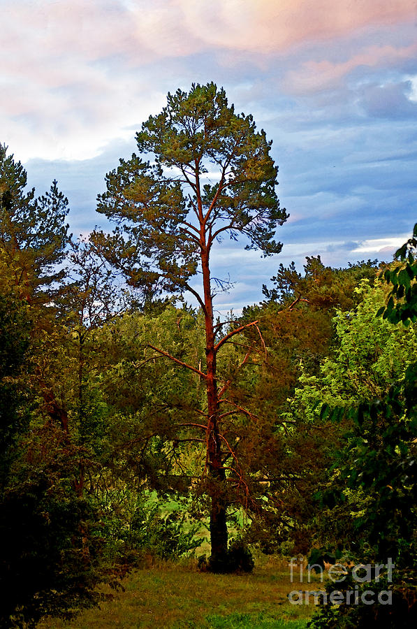 A Tree Photograph by Gwyn Newcombe