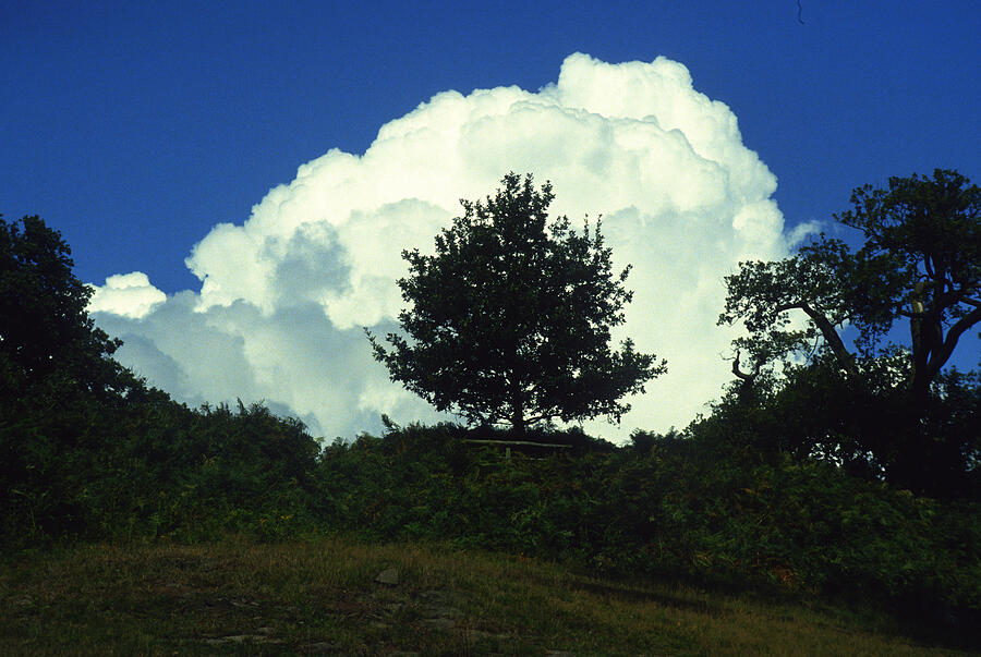 A Tree in a Cloud Photograph by Gordon James