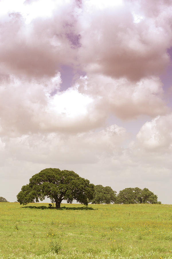 A Tree In A Texas Meadow Photograph by Carol Wood