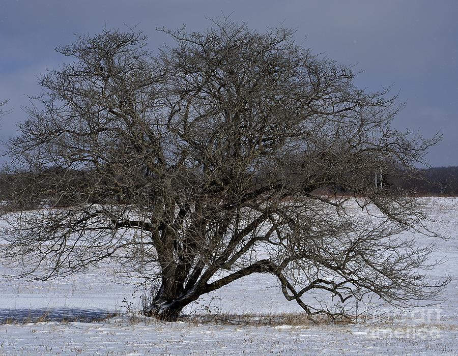 Tree Photograph - A Tree in Canaan 2 by Randy Bodkins