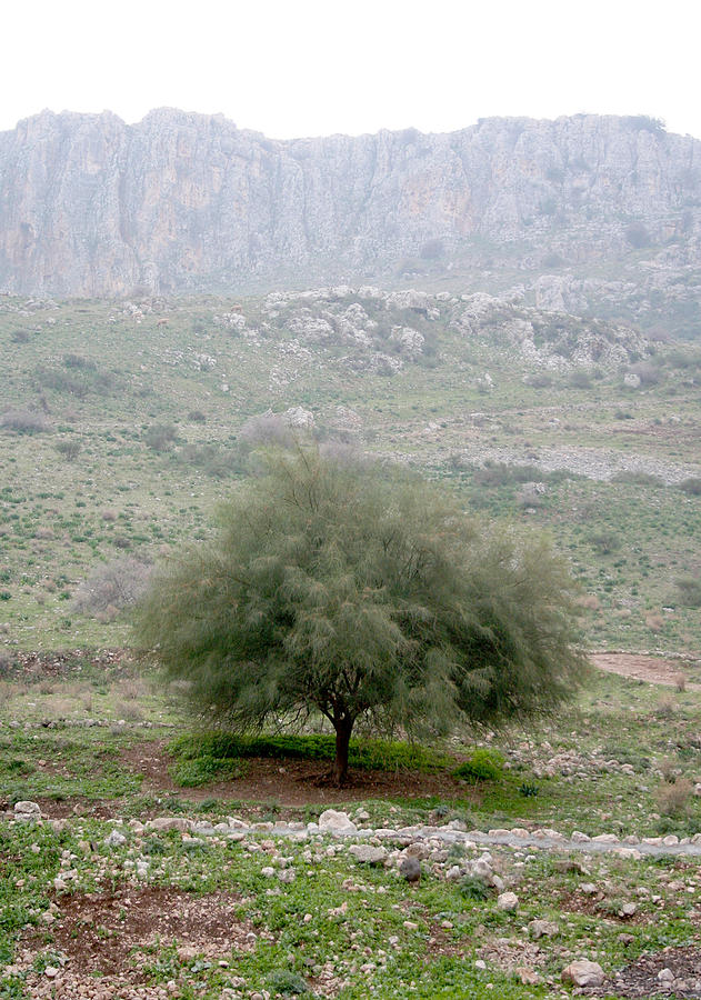 A Tree in Israel Photograph by Kathryn McBride
