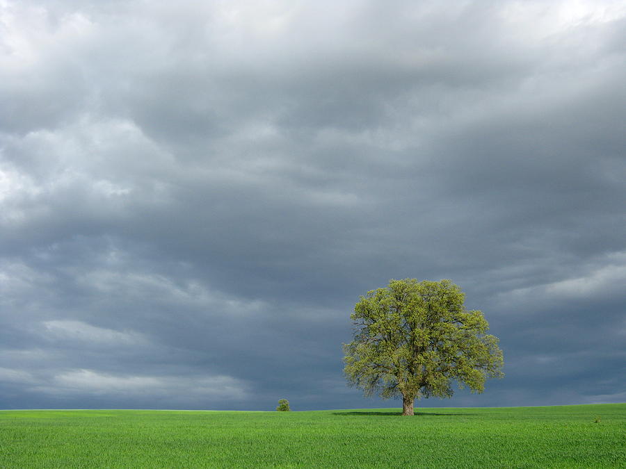 Spring Photograph - A Tree in the Field by Pavel  Pavlov