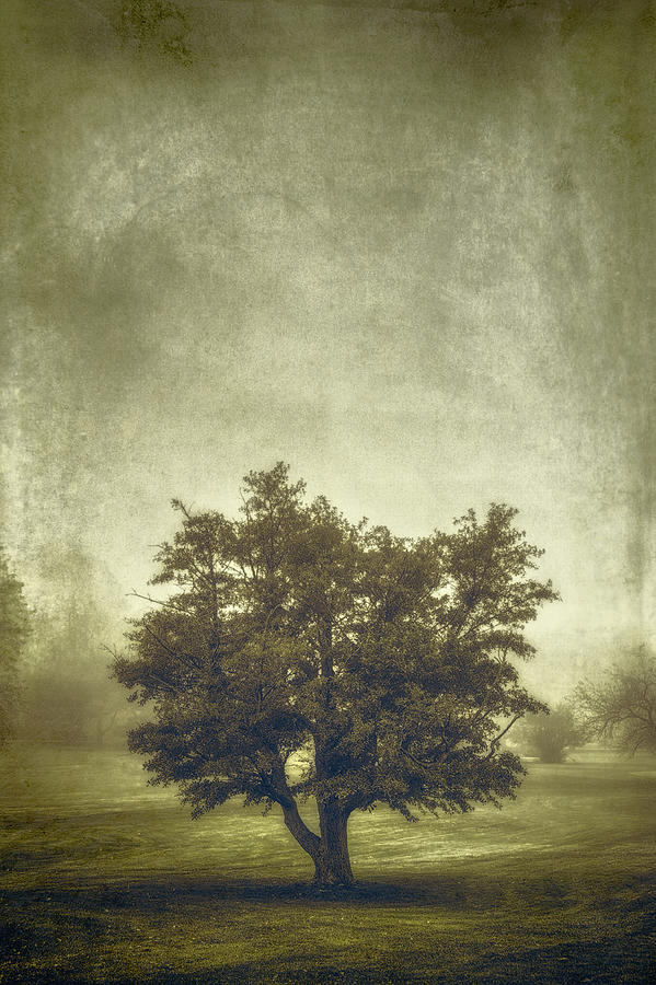 A Tree In The Fog 2 Photograph