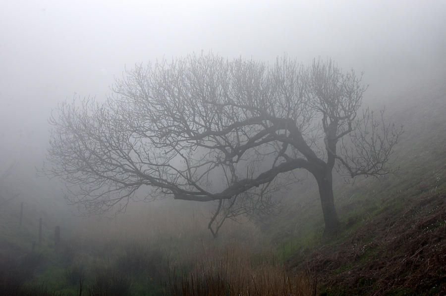 A tree in the fog Photograph by Jolly Van der Velden