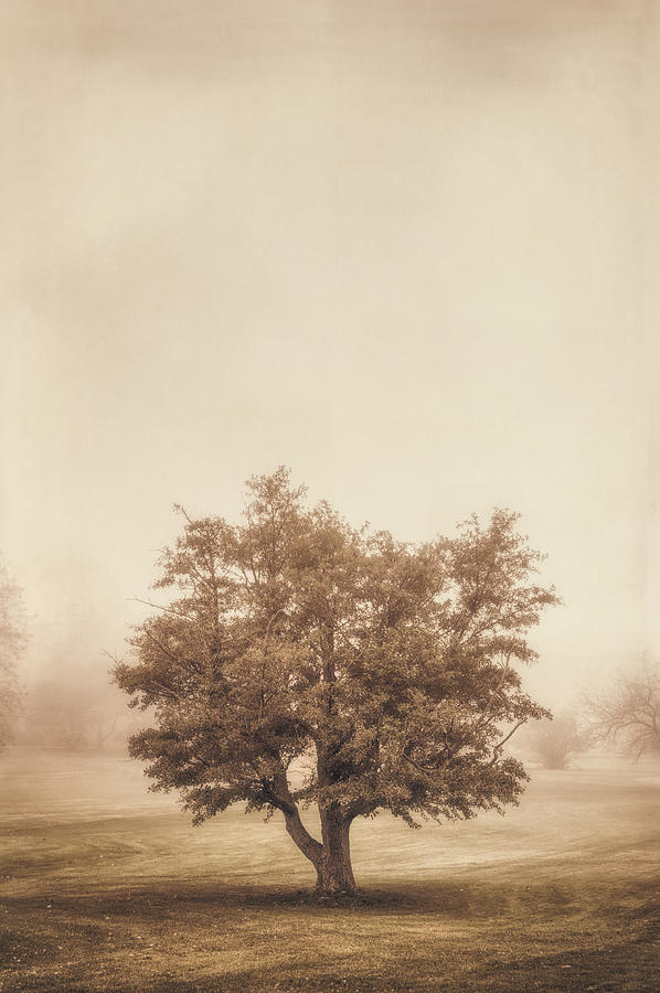 A Tree In The Fog Photograph
