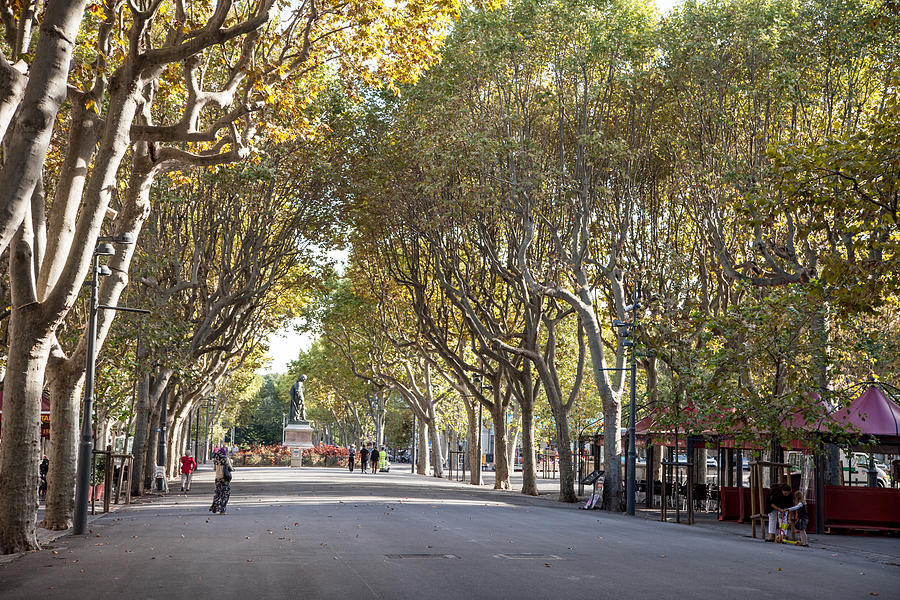A Tree Lined Esplanade Photograph by W Chris Fooshee