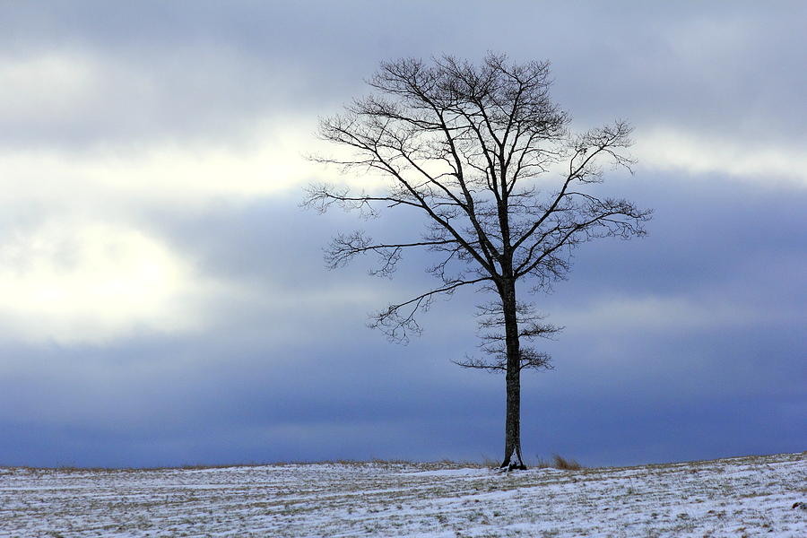 A tree on a field of snow Photograph by Gary Corbett