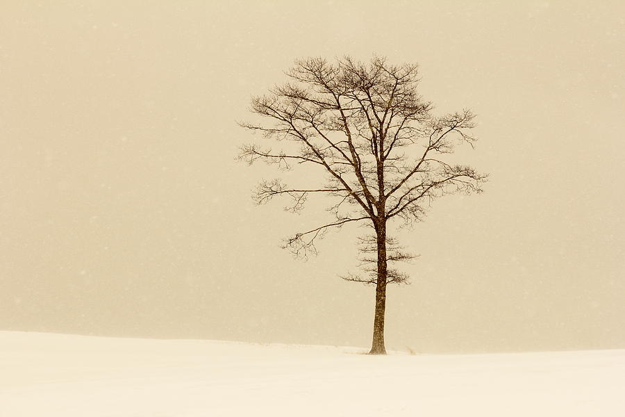 A tree on a hill in a snow storm Photograph by Gary Corbett