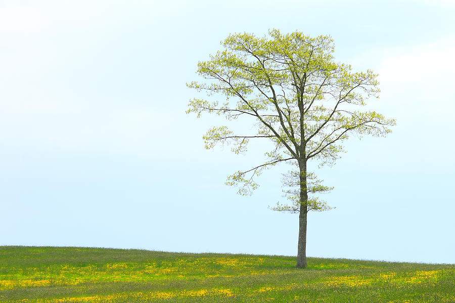 A Tree On A Hill Of Wildflowers Photograph by Gary Corbett
