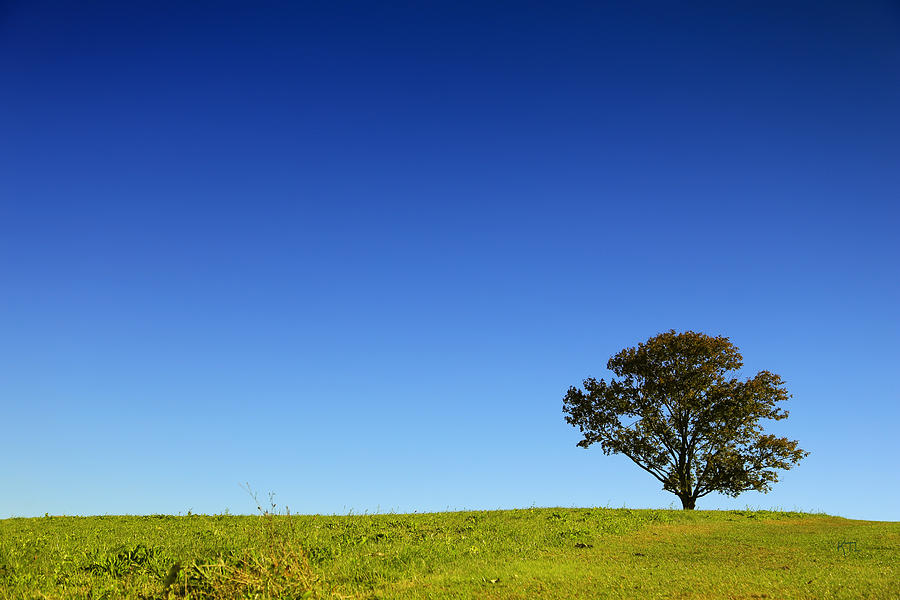 A Tree Stands Alone Photograph