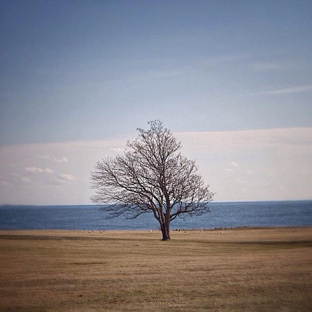 A Tree With An Ocean-view.... Home For Photograph by Julianna Rivera-Perruccio