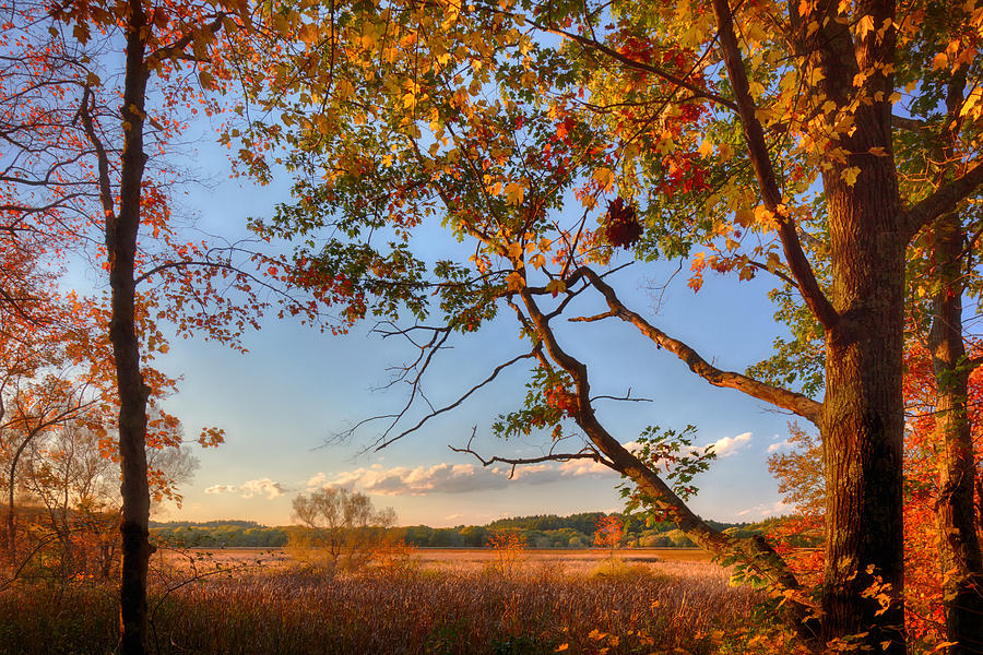 A Trees View of Autumn on the Marsh Photograph by Sylvia J Zarco