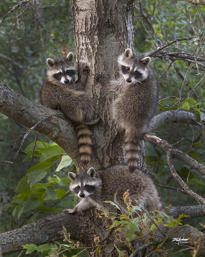 A tri of bandits Photograph by Don Anderson