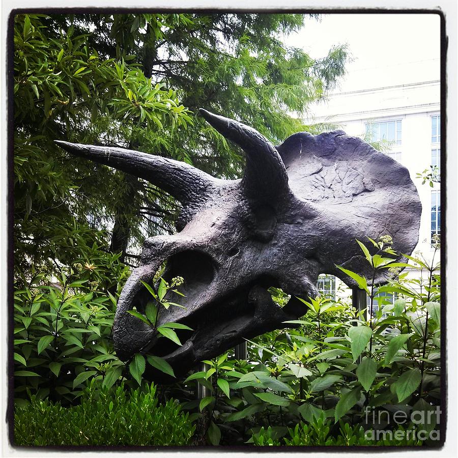 Dinosaur Photograph - A Triceratops from the Smithsonian Museum in Washington DC by Gregory Dyer