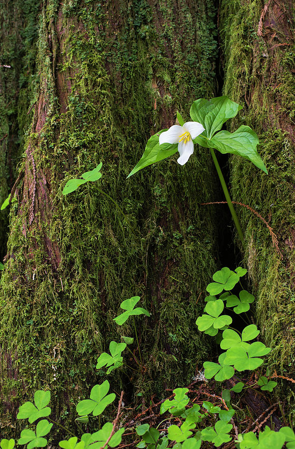 A Trillium Grows From The Trunk Photograph by Robert L. Potts